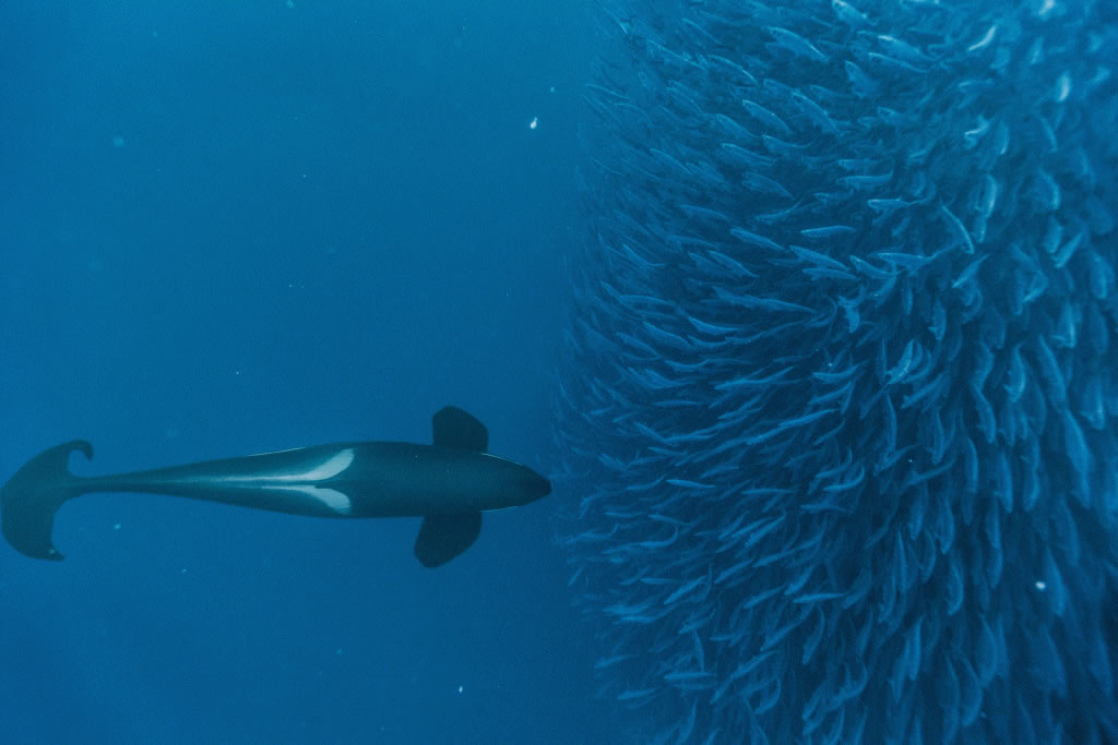 ��ֻ��​​��������λ����æ�����ܵ�һ����������ˮ�档��״​​��Ⱥ��Χ�����㱻���󣬻�����ʼ��ʳ�����ǲ���������