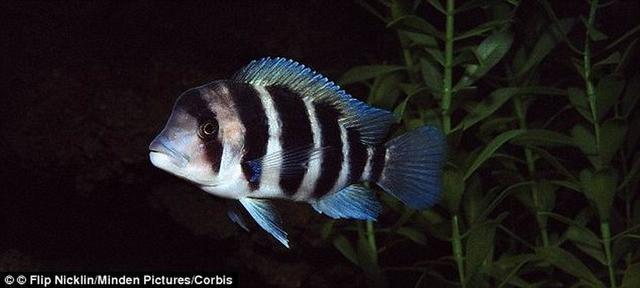 科学家最新研究表明鱼类可以记清12天之前的食物