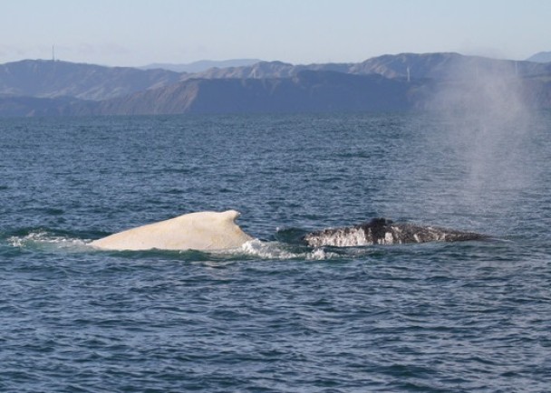 Migaloo当时正在与一条正常黑色座头鲸畅泳