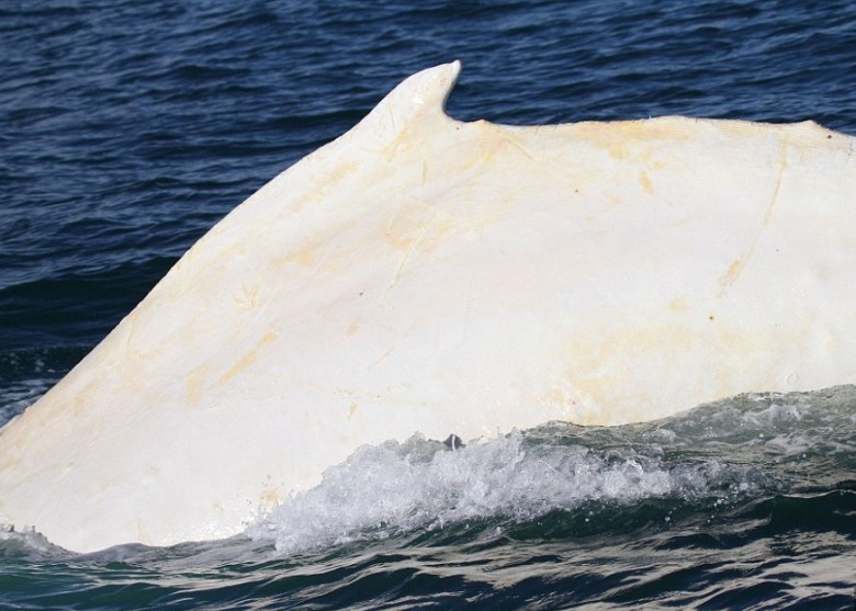 Migaloo去年被专家发现背鳍有红斑,怀疑是患上皮肤癌或受其他感染。