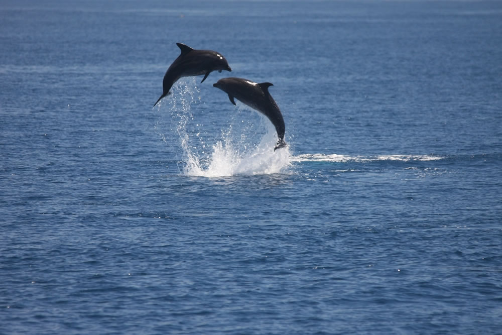 台湾东部海域常见的齿鲸之一：瓶鼻海豚。图片：台大鲸豚实验室提供。摄影：侯雯。