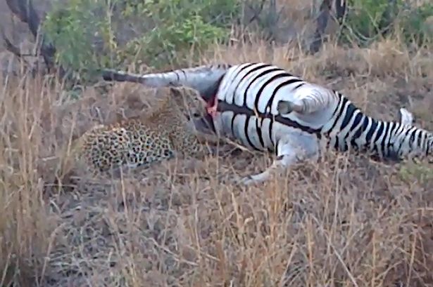 南非克鲁格国家公园猎豹享用死斑马遭遇喷血