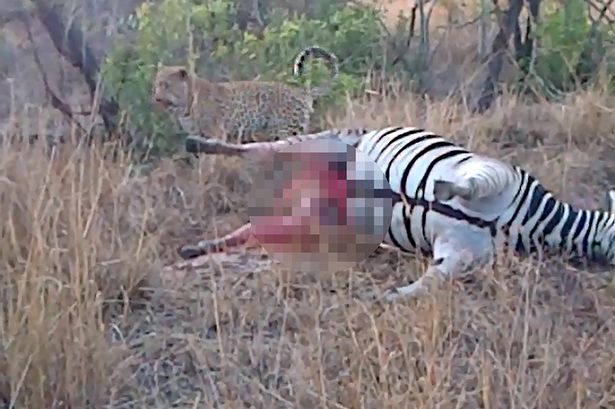 南非克鲁格国家公园猎豹享用死斑马遭遇喷血