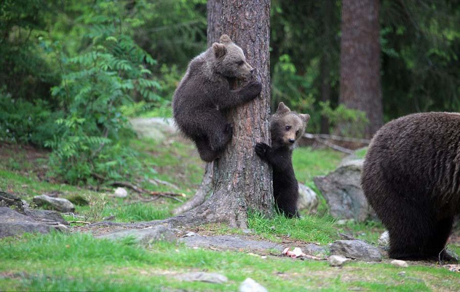 ��������ɭ��С���������ܱ��Ż� �������Σ��