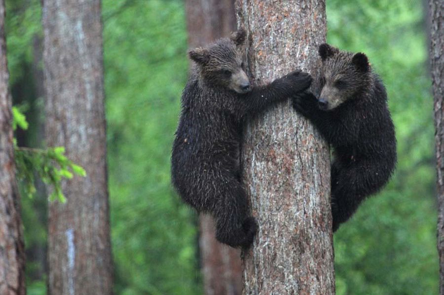 ��������ɭ��С���������ܱ��Ż� �������Σ��