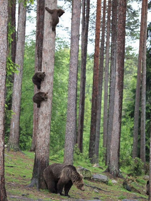 ��������ɭ��С���������ܱ��Ż� �������Σ��