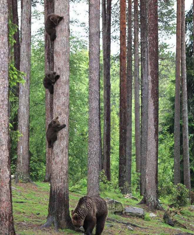 ��������ɭ��С���������ܱ��Ż� �������Σ��