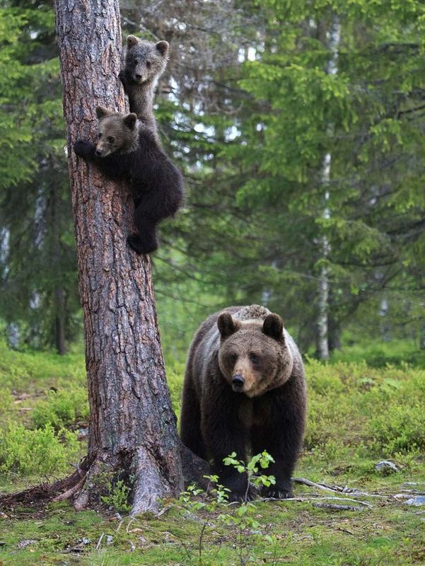 ��������ɭ��С���������ܱ��Ż� �������Σ��