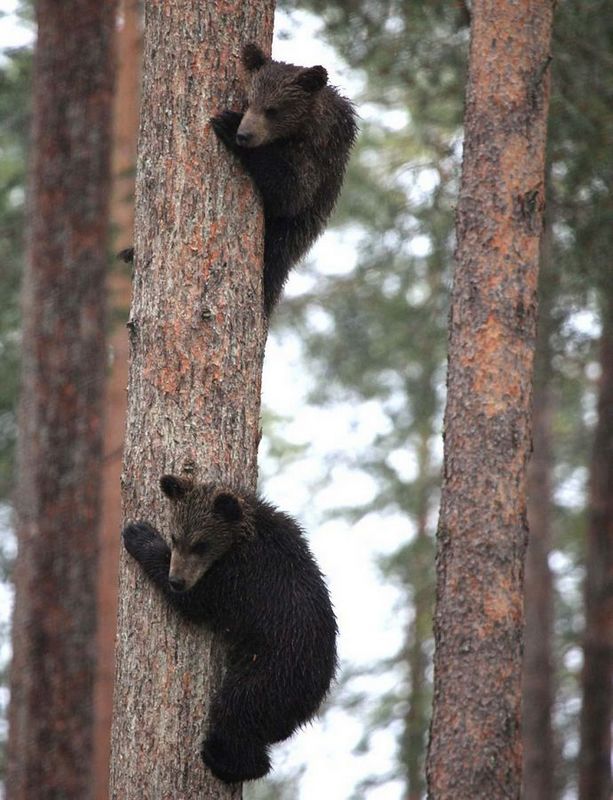 ��������ɭ��С���������ܱ��Ż� �������Σ��