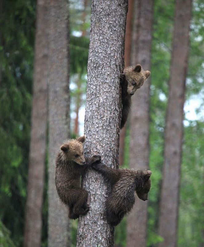 ��������ɭ��С���������ܱ��Ż� �������Σ��