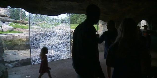 美国明尼苏达州动物园360公斤灰熊拿石头砸玻璃