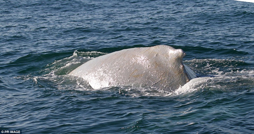 新西兰外海发现白化座头鲸米格鲁Migaloo身影