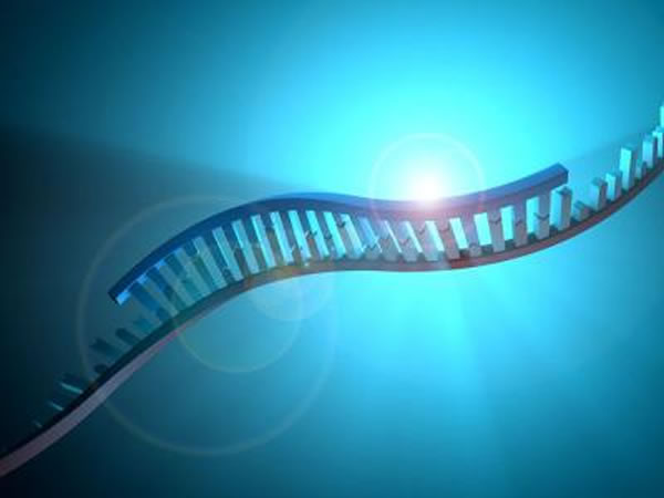 精子中含有丰富的RNA群,它们是指导蛋白产生及调控基因表达的分子。研究人员确认了一组精子RNA成分,它们或对男性生育至关重要。