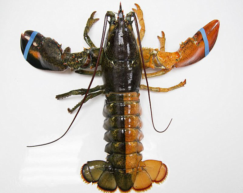 ����������һ���洬��˾�յ�һֻʮ�����ص�˫ɫ��Ϻ