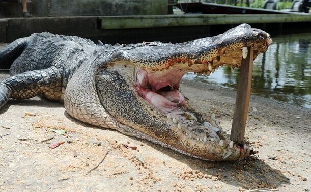 ������������ǹɱʳ������ ���з�������ʬ��