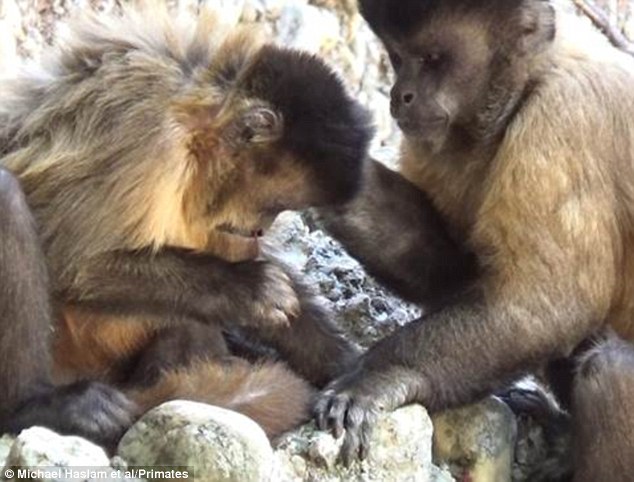 雌性黑纹卷尾猴会用木棍来清理鼻孔