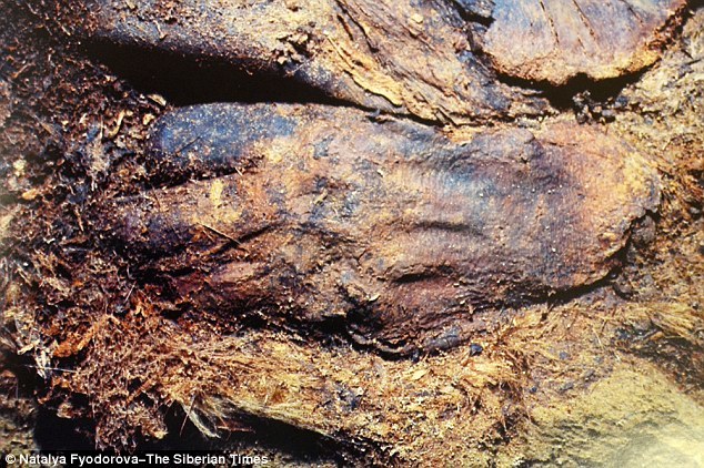 考古学家还发现三名男婴,图中是一名男婴的手。800年前,他们被埋葬在冰冻的北极地下,自然而然变成了干尸。