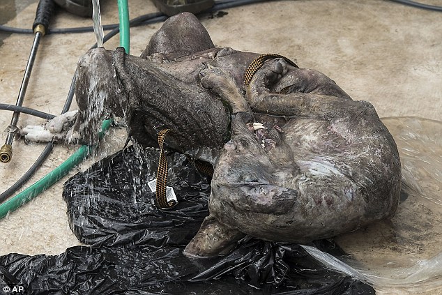 �����������ӳ��Ե�������Ѫ����׿�ؿ�����(chupacabra)