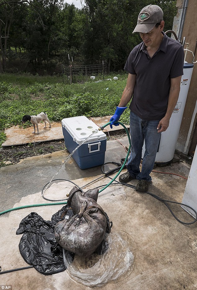 �����������ӳ��Ե�������Ѫ����׿�ؿ�����(chupacabra)