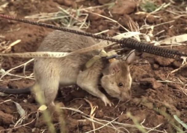 有慈善团体在非洲训练巨鼠寻找地雷