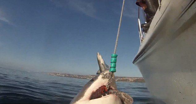 潜水员在南非莫塞尔湾抓拍大白鲨 另一条大白鲨跃出海面抢镜