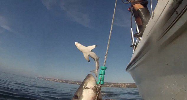 潜水员在南非莫塞尔湾抓拍大白鲨 另一条大白鲨跃出海面抢镜