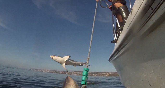 潜水员在南非莫塞尔湾抓拍大白鲨 另一条大白鲨跃出海面抢镜