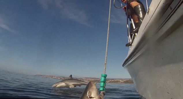 潜水员在南非莫塞尔湾抓拍大白鲨 另一条大白鲨跃出海面抢镜