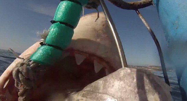 潜水员在南非莫塞尔湾抓拍大白鲨 另一条大白鲨跃出海面抢镜