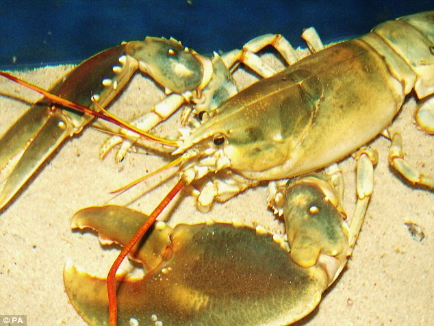 �ո������񲶻�Ұ����ɫ��Ϻ