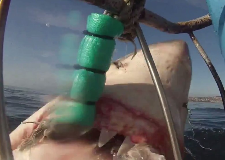 片段原本拍得鲨鱼在咬噬船索