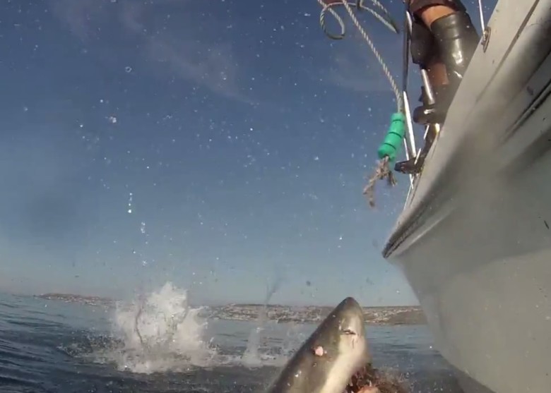 鲨鱼被抢镜后,随即咬断绳索抢回焦点。