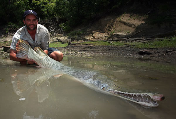 在德克萨斯州发现的一条鳄雀鳝(又名福鳄)。这种鱼的重量能达到140千克,寿命几乎可以达到1个世纪。