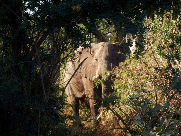 ԰��Ѳ�߶�2��ǰ����������ֻ��������Ū�˵Ĵ��󣬲������Կ������Ľ��ϡ�