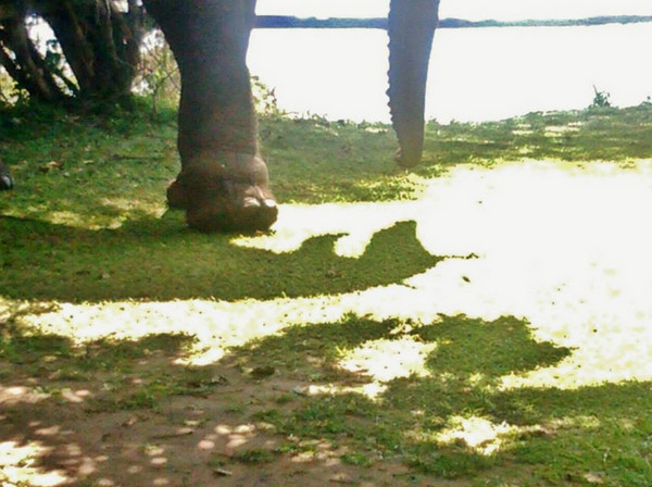 �������ԵĴ���Ƭ�Ͽ�������ֻ����Ľ���Ƥ����Ϊ�������������Ⱦ����֯�Ѳ����������޲�����ҽ�Ǳ��뽫Ƕ������Ĳ������Ƴ���