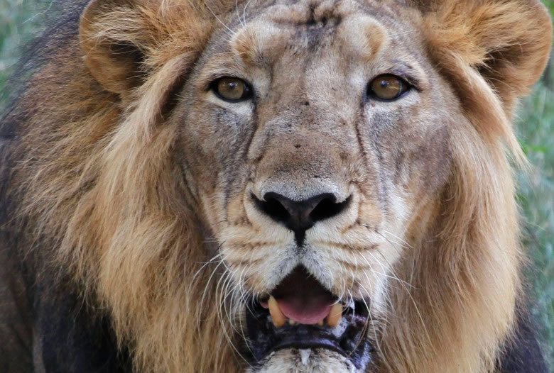 ����ʨ����Σ���֡�������ͼƬ��