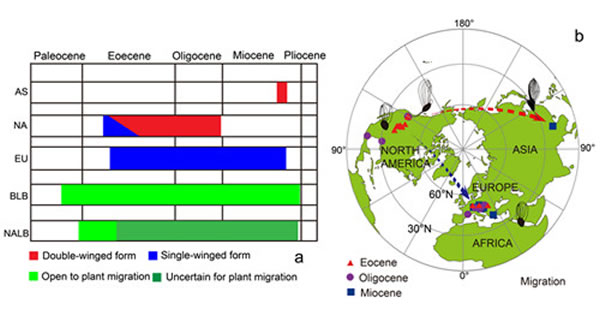 ��������Cedrelospermum��Ǩ��·��