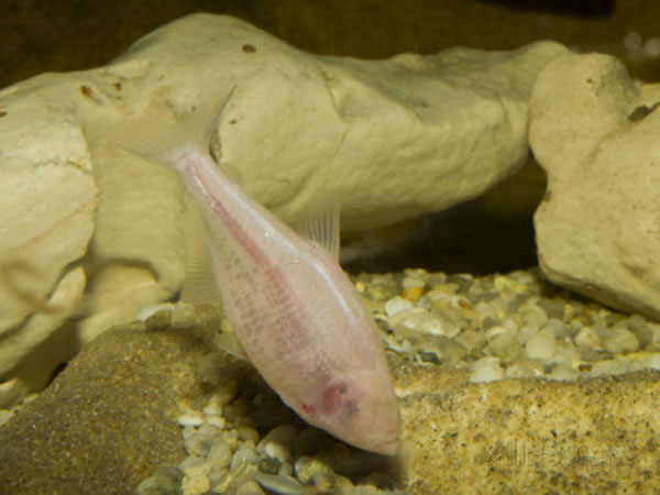 Ѩ�ӵ�ī������֬��(Astyanax mexicanus)