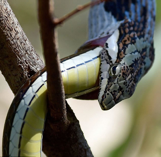 当日,40多岁的摄影师肖恩•徳哈哈珀帕克(Sean de la Harpe-Parker)正在进行拍摄工作,在休息期间他看到了树上这令人瞠目结舌的一