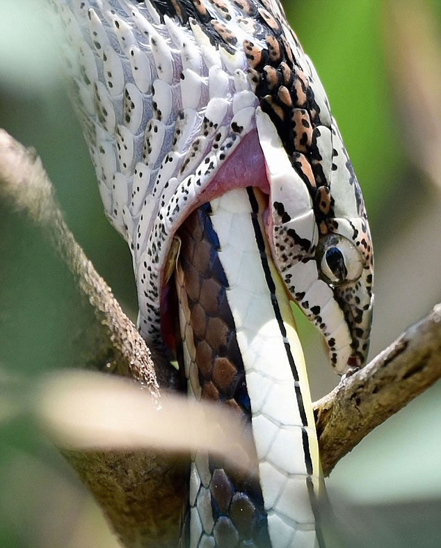 肖恩说,起初南藤蛇静静地埋伏在南亚鼠蛇身后,瞅准时机便将毒牙埋入了猎物的颈部。