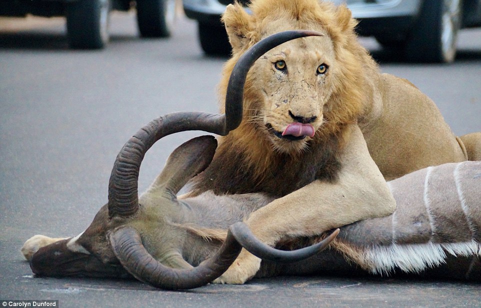 南非克留格尔国家公园两只狮子在游客车前猎捕羚羊