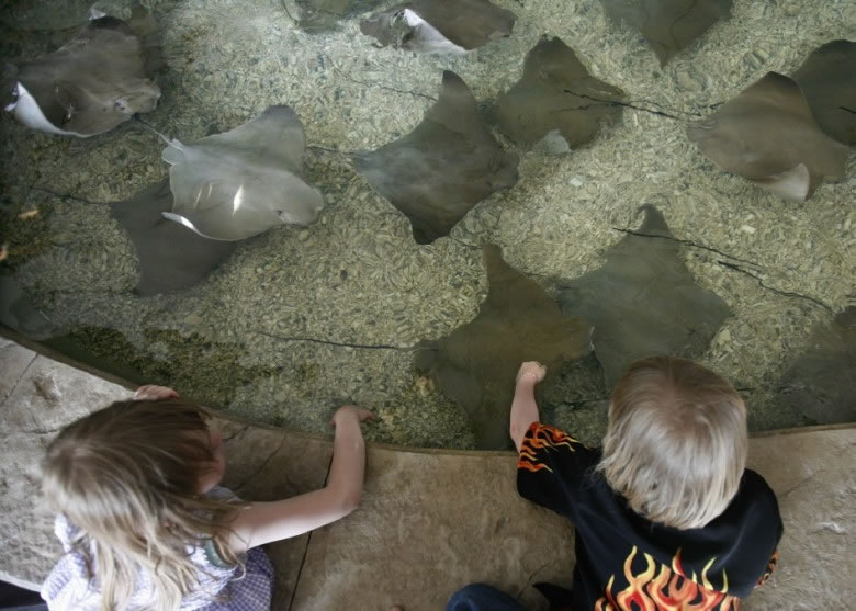 布鲁克菲尔德动物园的魔鬼鱼浅池,有多达54条魔鬼鱼缺氧死亡。