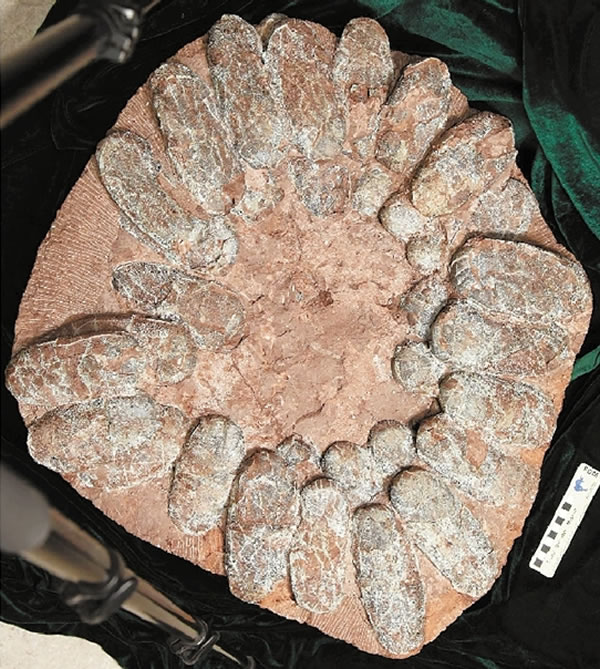 自然博物馆藏窃蛋龙蛋化石