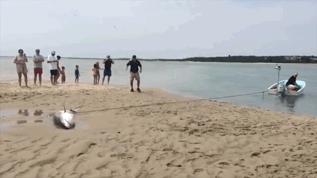 ����豻�ɹ��ϻغ���