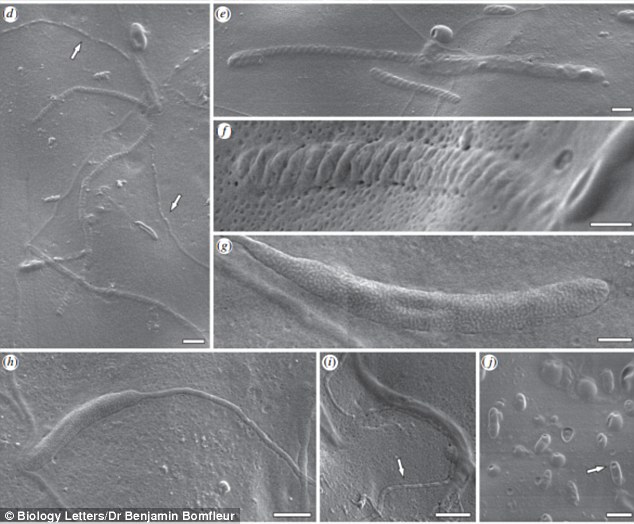 �ϼ���5000����ǰ��ʯ�����ټ뷢������ϵĶ��ﾫ��