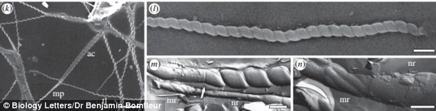 ������һ����ʯ���ĵ��ǵıڲ��ϣ������Ȼ��ʷ����ݵ��о���Ա�����ˡ���ͷ������Ƭ���Լ�һ��������Ϊ����澫�ӵ�β�͡��������ͷ����״��������������ġ�С��Ϻ���