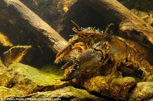 ���ǻ���ܳ�������ʼ�����ϼ���ˮ�������������������ȫ����ķֲ����������ǵĽ�����ʷ���ܱ�֮ǰԤ��ĸ��Ӹ��ӡ������ھ���ϸ���ǳ������Ͷ��ݣ������ڻ�ʯ��¼���Ƿ�