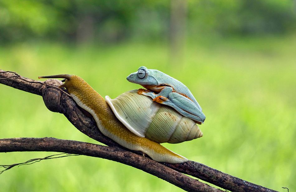 ӡӰʦԼҺ԰׽һֻţϡĻ