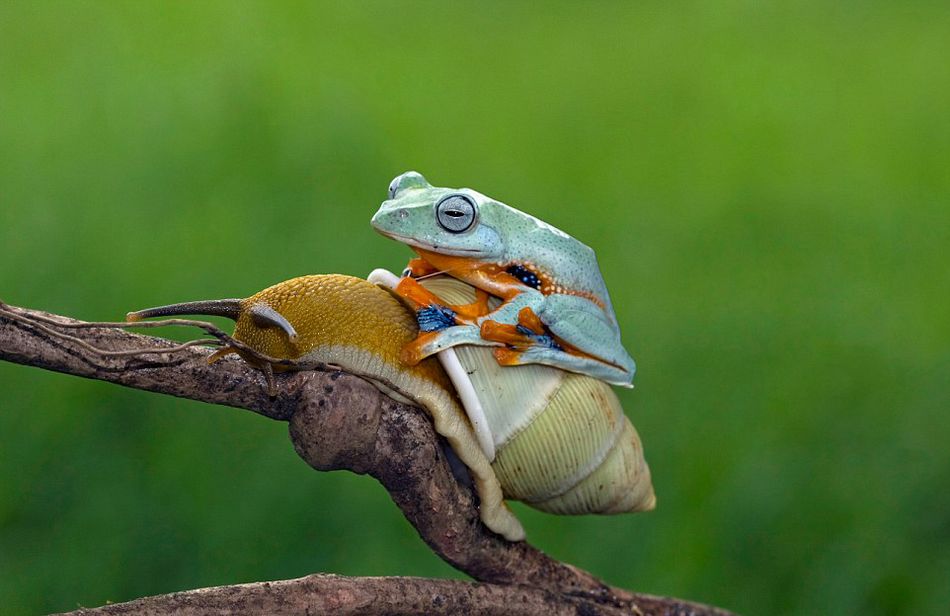 ӡӰʦԼҺ԰׽һֻţϡĻ