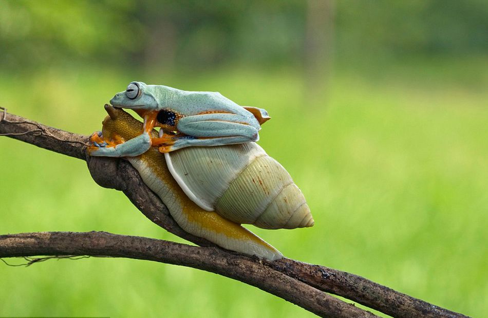 ӡӰʦԼҺ԰׽һֻţϡĻ